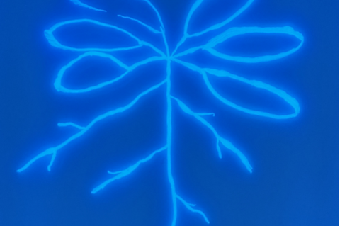 Arabidopsis-Pflanze zusammen mit einem fluoreszierenden, wurzelassoziierten Pseudomonas-Stamm