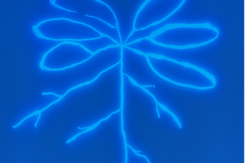 Arabidopsis plant drawn with a fluorescent, root-associated Pseudomonas strain