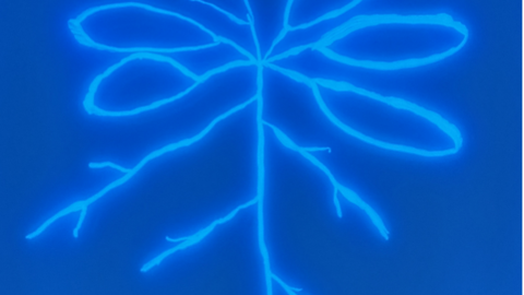 Arabidopsis-Pflanze zusammen mit einem fluoreszierenden, wurzelassoziierten Pseudomonas-Stamm