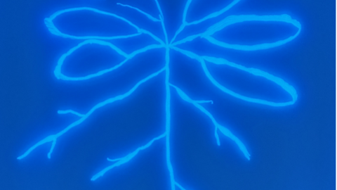 Arabidopsis plant drawn with a fluorescent, root-associated Pseudomonas strain