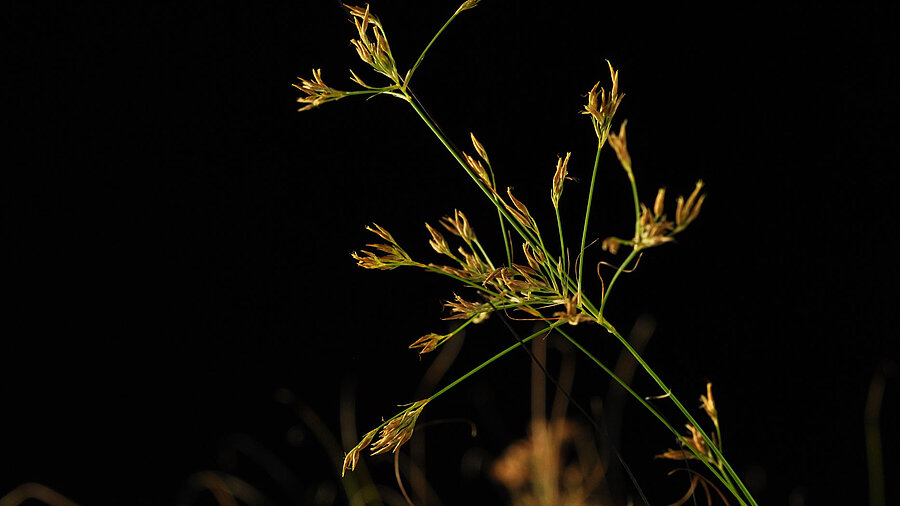 Fotografie der brasilianischen Schnabelriede Rhynchospora tenuis  