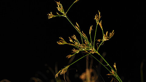 Photograph of the Brazilian beak-sedge Rhynchospora tenuis.
