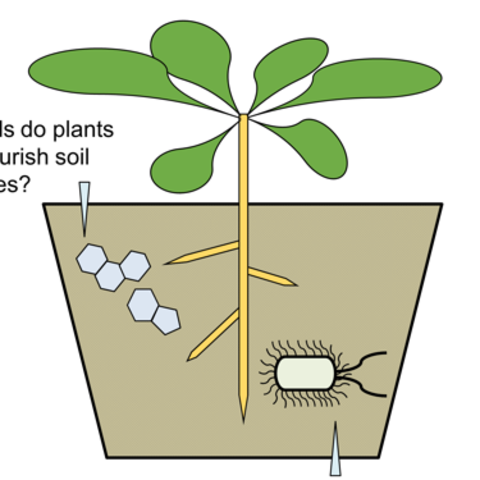 Grafik einer Pflanze