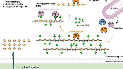 Molecular Mechanisms of the fungal colonization