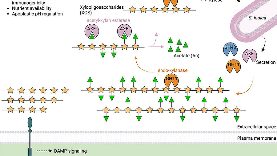 Molekulare Mechanismen der Pilzbesiedelung