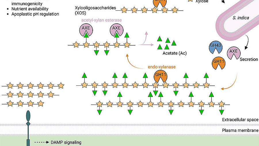 Molecular Mechanisms of the fungal colonization
