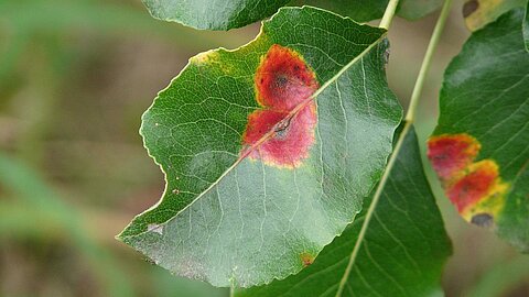 Gymnosporangium sabinae