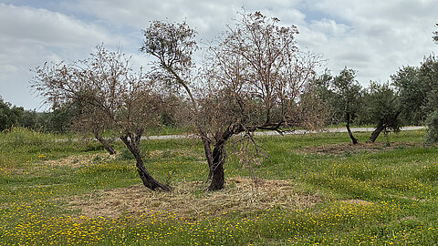 Olivetree with Verticillium wilt