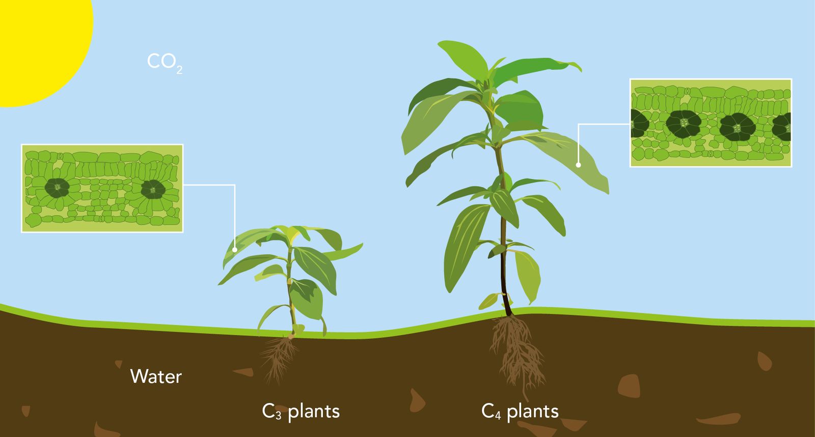 CEPLAS Research Area B: C4 Photosynthesis