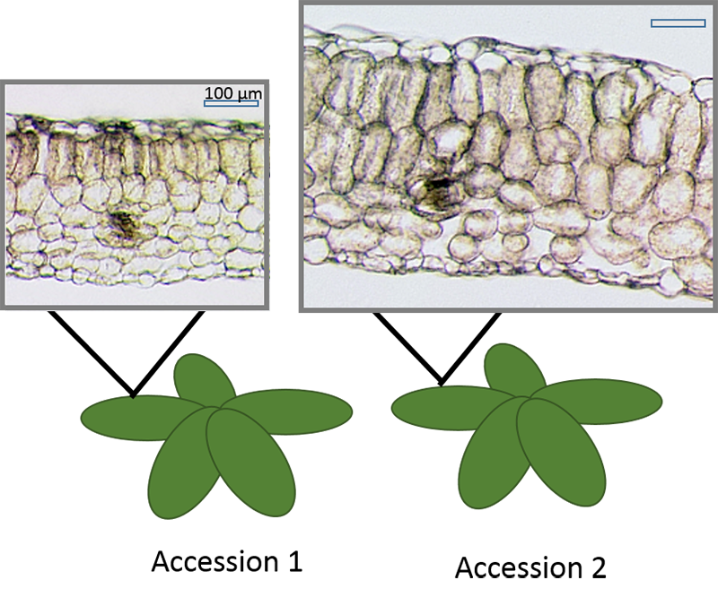 CEPLAS Planter’s Punch Auxin and light shape the leaf for efficient photosynthesis