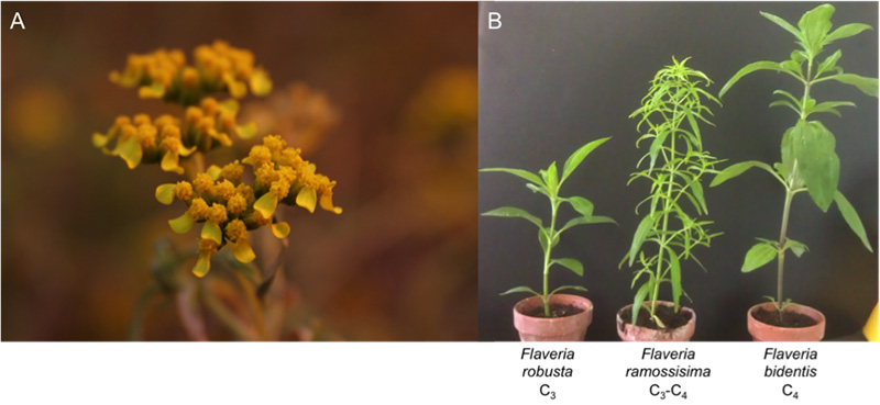 CEPLAS Planter’s Punch The genus Flaveria – our model to study the evolution of C4 photosynthesis