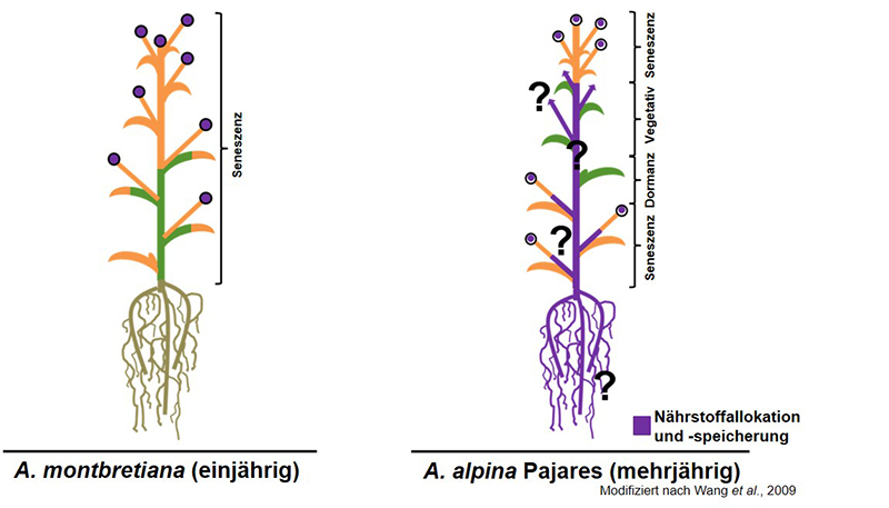 CEPLAS Planter’s Die Suche nach Nährstoffspeicherung in der mehrjährigen Pflanze Arabis alpina