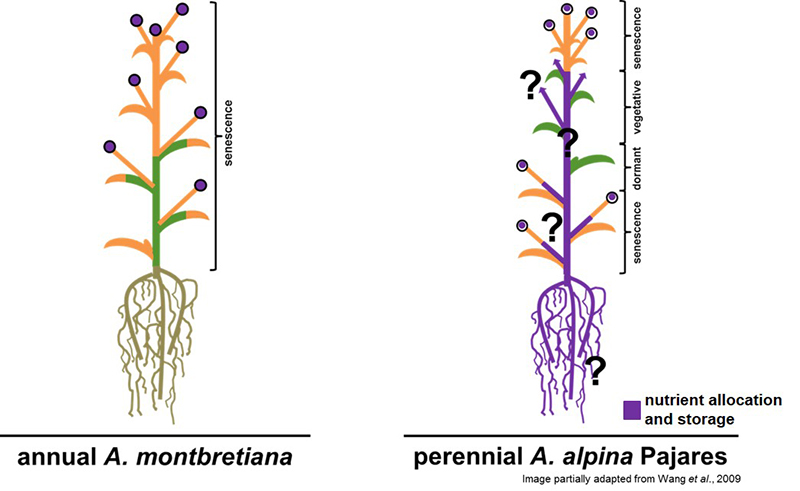 CEPLAS Planter’s Punch Finding nutrient storage in perennial Arabis alpina