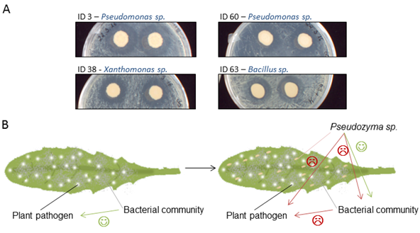 Pseudomonas bakteria on leave