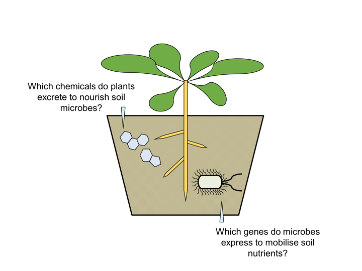 Grafik einer Pflanze