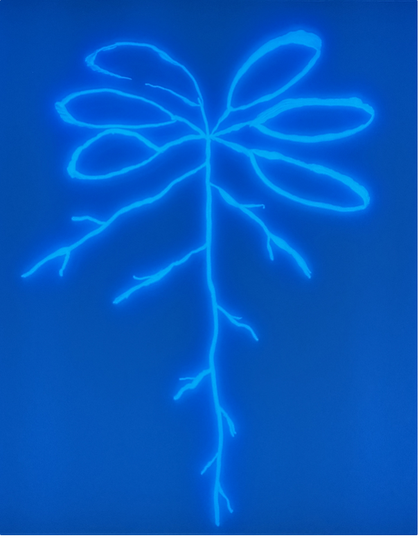 Arabidopsis plant drawn with a fluorescent, root-associated Pseudomonas strain